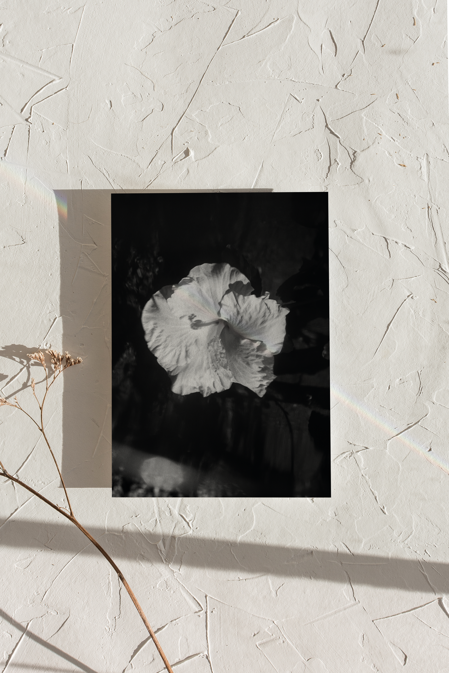 Hibnosis 01