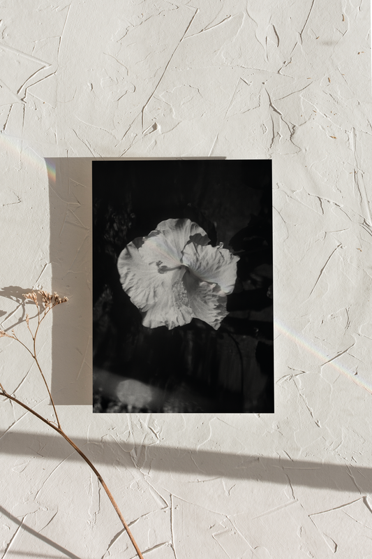 Hibnosis 01